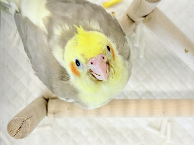 オカメインコ