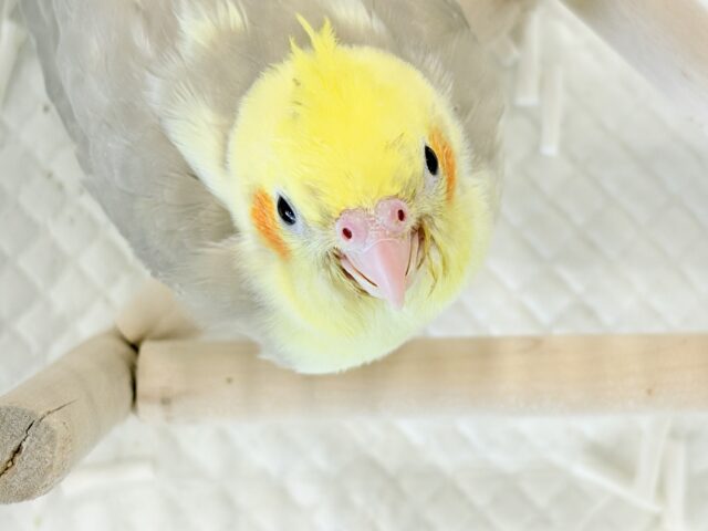 オカメインコ