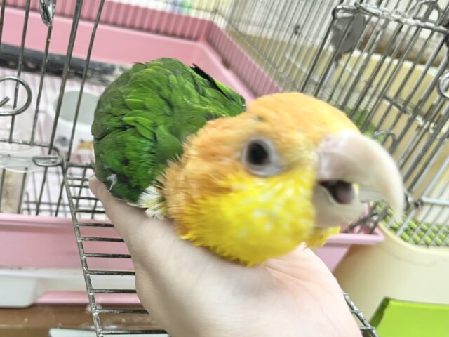 甘えん坊のぬべぬべ怪獣現る🦖💓 シロハラインコ シロハラインコ