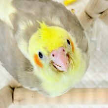 【最新画像更新🪄】ちっちゃな恐竜がやってきた！！！オカメインコ(シナモンパイド) ヒナ