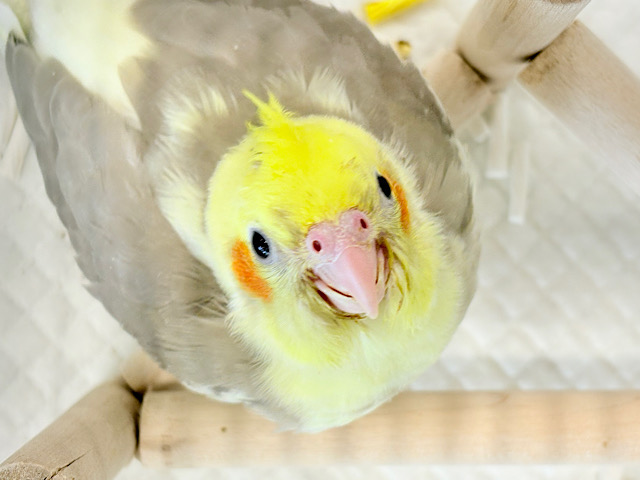 【最新画像更新🪄】ちっちゃな恐竜がやってきた！！！オカメインコ(シナモンパイド) ヒナ
