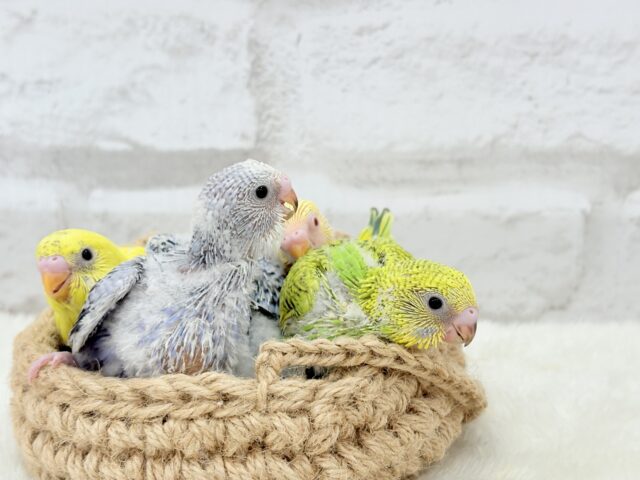 セキセイインコ