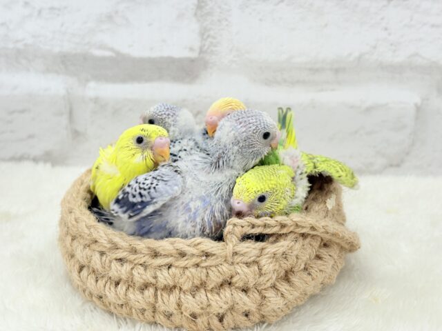 セキセイインコ