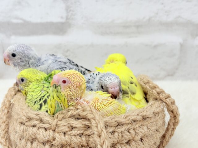 セキセイインコ