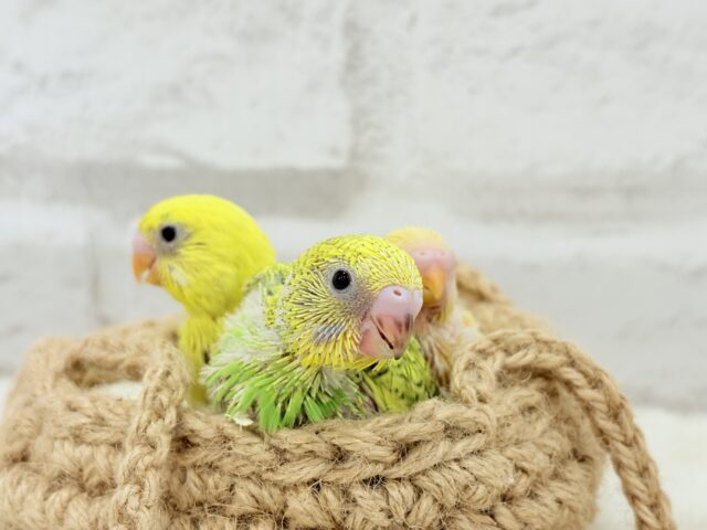 セキセイインコ