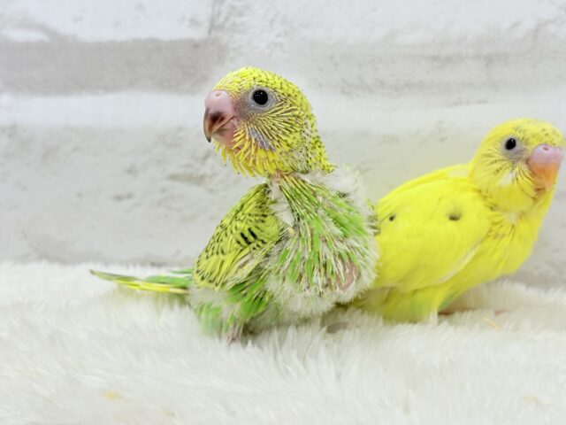 セキセイインコ