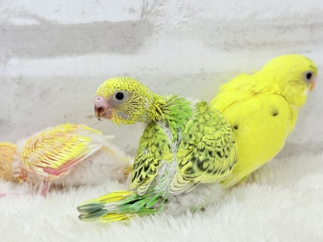 セキセイインコ