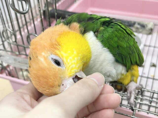 甘えん坊のぬべぬべ怪獣現る🦖💓 シロハラインコ シロハラインコ