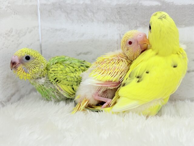 セキセイインコ