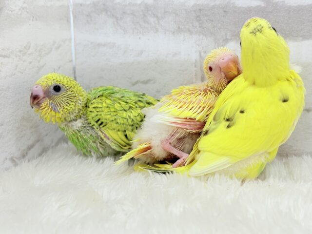 セキセイインコ