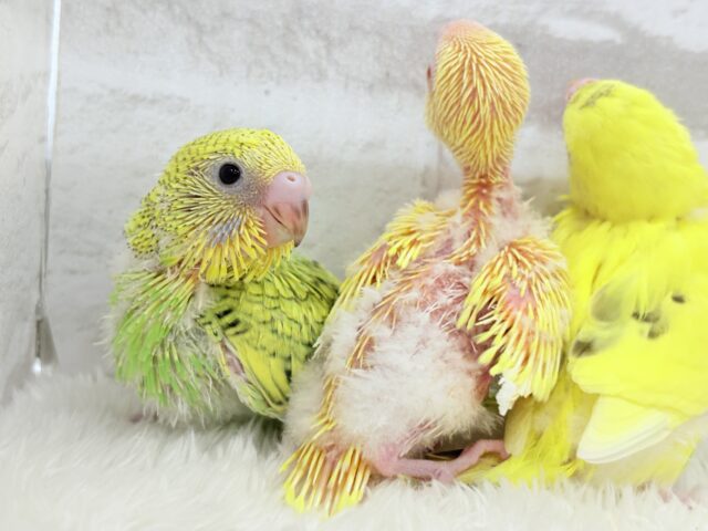セキセイインコ