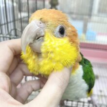 甘えん坊のぬべぬべ怪獣現る🦖💓　シロハラインコ