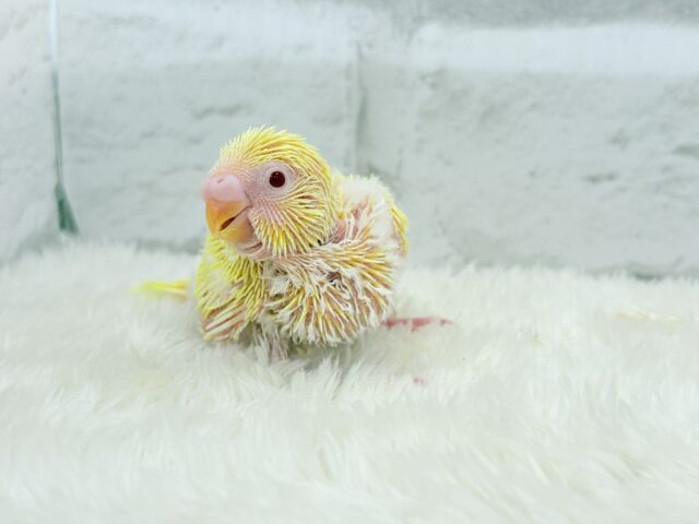 セキセイインコ