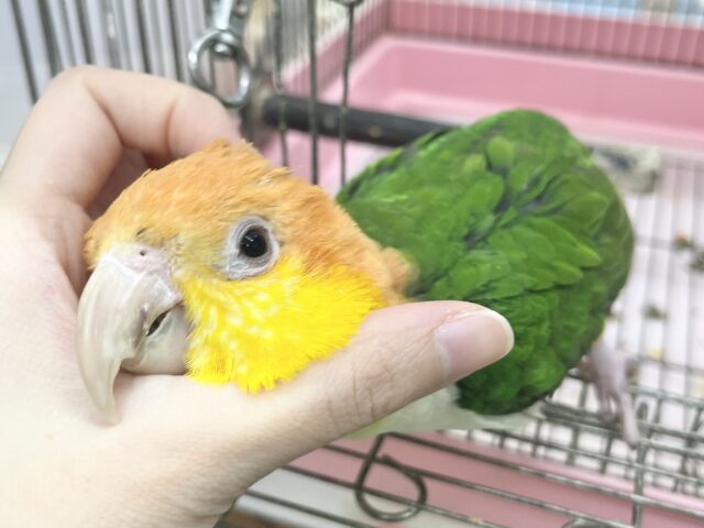 甘えん坊のぬべぬべ怪獣現る🦖💓 シロハラインコ シロハラインコ