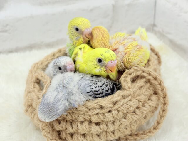 セキセイインコ