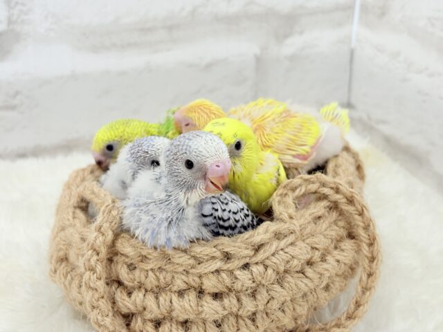 セキセイインコ