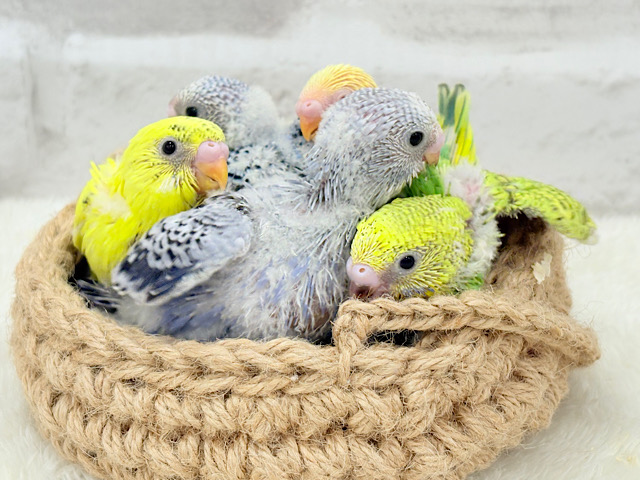 ヒナちゃん’S大集合🐣🪇セキセイインコ ヒナ