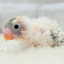 可愛いをかき集めます🐣🧩💖セキセイインコ(クリームハルクイン) ヒナ