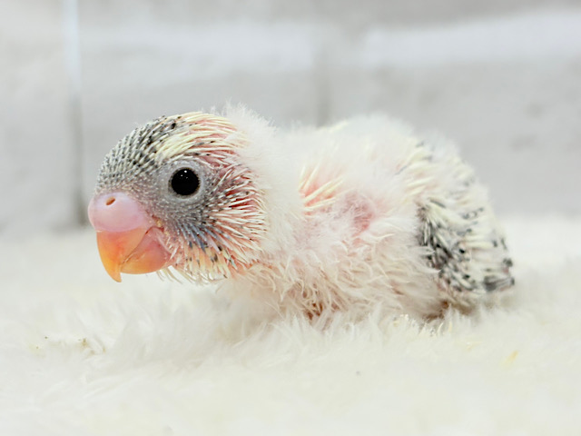 可愛いをかき集めます🐣🧩💖セキセイインコ(クリームハルクイン) ヒナ
