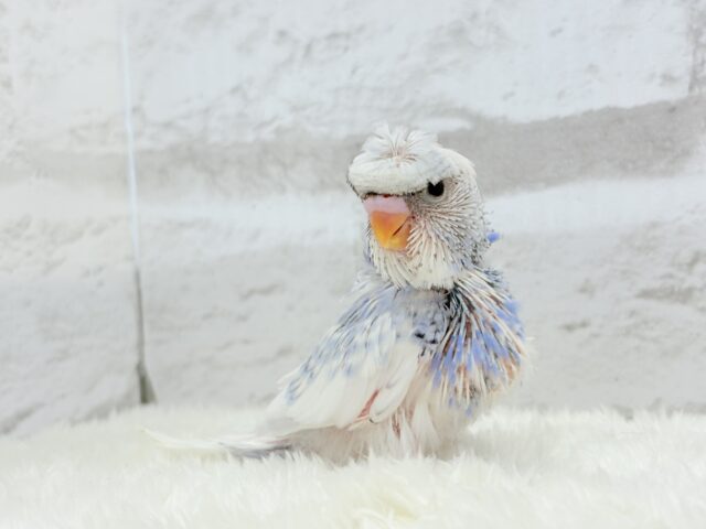 梵天セキセイインコ