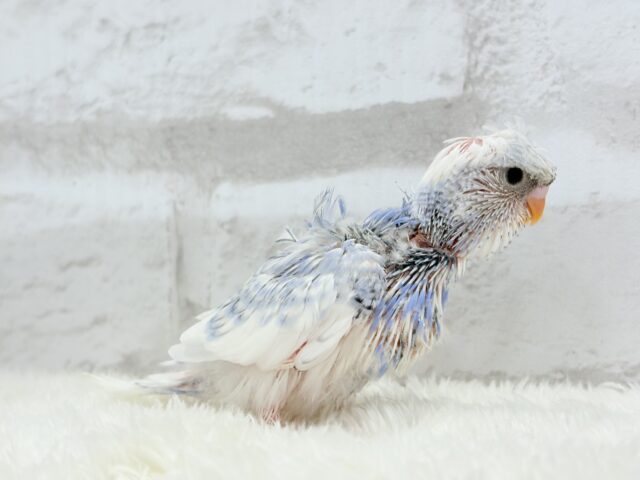 梵天セキセイインコ