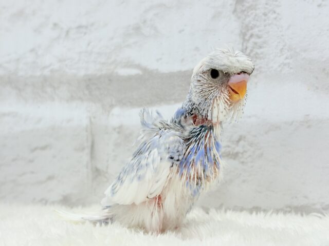 梵天セキセイインコ