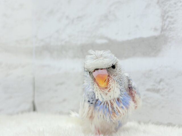 梵天セキセイインコ