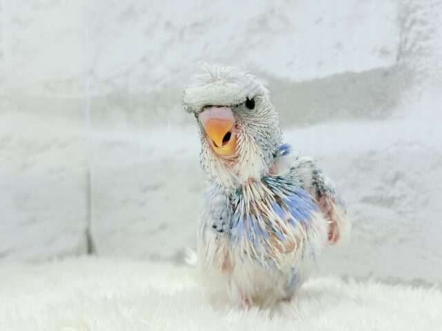 梵天セキセイインコ