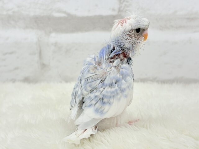 梵天セキセイインコ