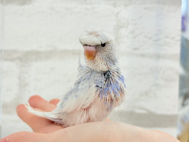 梵天セキセイインコ