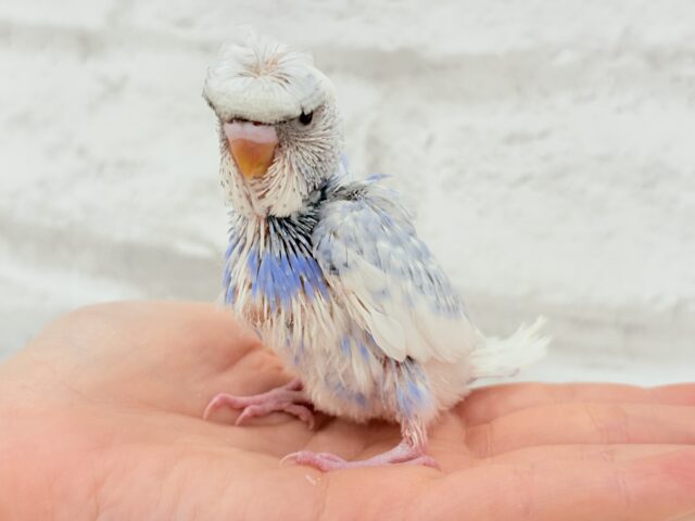 梵天セキセイインコ