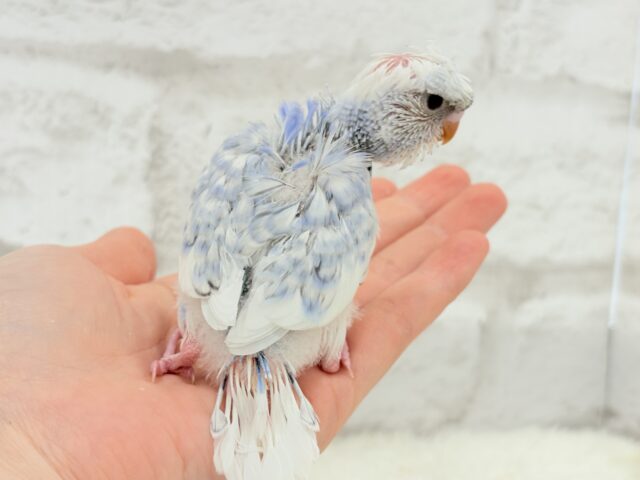 梵天セキセイインコ
