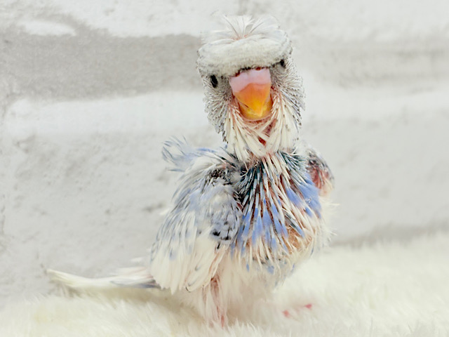 おカッパ頭の天使ちゃん🧚‍♀️🫧梵天セキセイインコ(スパングルパイド) ヒナ