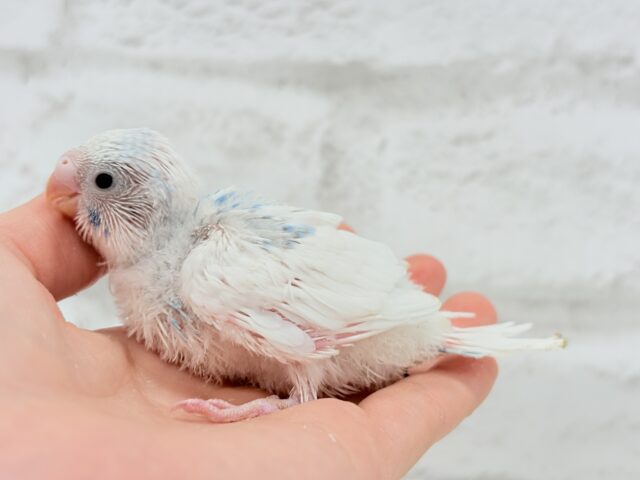 綿雲天使ちゃん🧚♀️🪅セキセイインコ(パイド) ヒナ セキセイインコ
