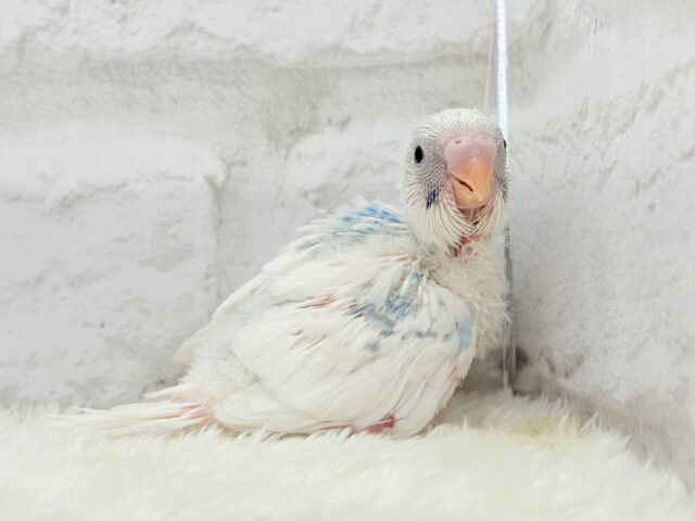 綿雲天使ちゃん🧚♀️🪅セキセイインコ(パイド) ヒナ セキセイインコ