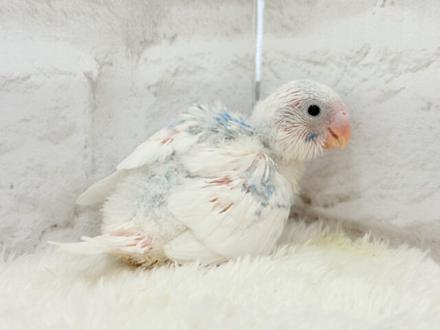 綿雲天使ちゃん🧚♀️🪅セキセイインコ(パイド) ヒナ セキセイインコ