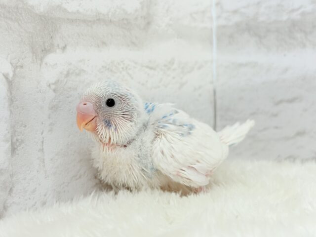 綿雲天使ちゃん🧚♀️🪅セキセイインコ(パイド) ヒナ セキセイインコ