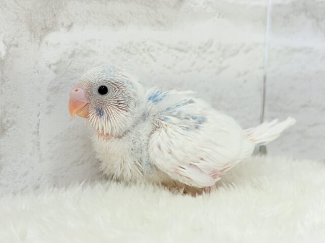 綿雲天使ちゃん🧚♀️🪅セキセイインコ(パイド) ヒナ セキセイインコ