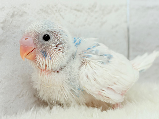 綿雲天使ちゃん🧚♀️🪅セキセイインコ(パイド) ヒナ 綿雲天使ちゃん🧚♀️🪅セキセイインコ(パイド) ヒナ