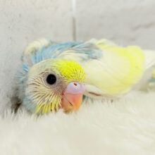 おめめまんまる♥キュートフェイス♡セキセイインコ(パステルレインボーパイド) ヒナ