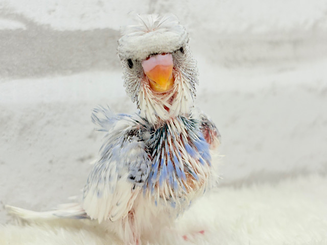 梵天セキセイインコ