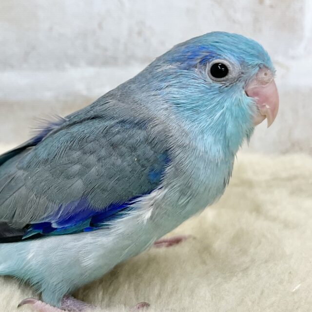 幸せの青い鳥🕊️💙　マメルリハ（ブルー）