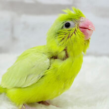 食欲旺盛♬さやえんどう🐣🫛マメルリハ(アメリカンイエロー)女の子 ヒナ