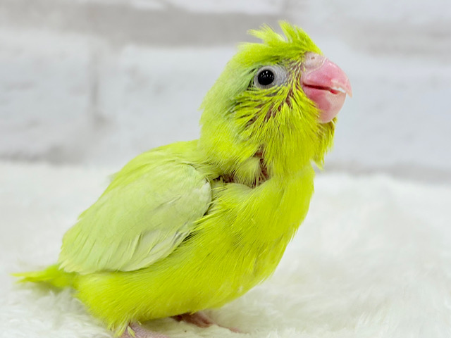 食欲旺盛♬さやえんどう🐣🫛マメルリハ(アメリカンイエロー)女の子 ヒナ