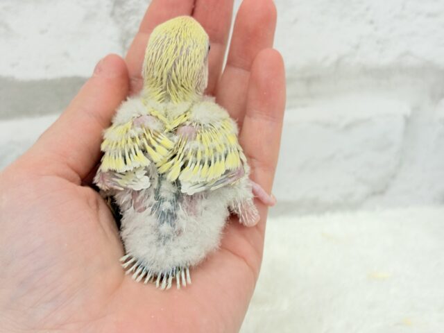 コザクラインコ（小桜インコ）