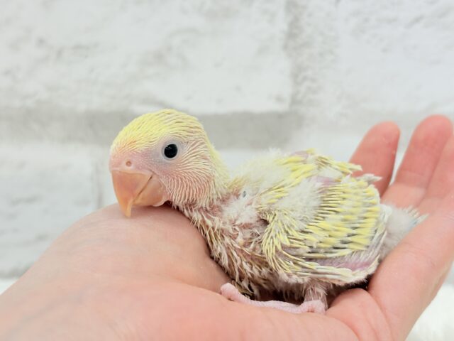 コザクラインコ（小桜インコ）