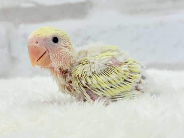 コザクラインコ（小桜インコ）