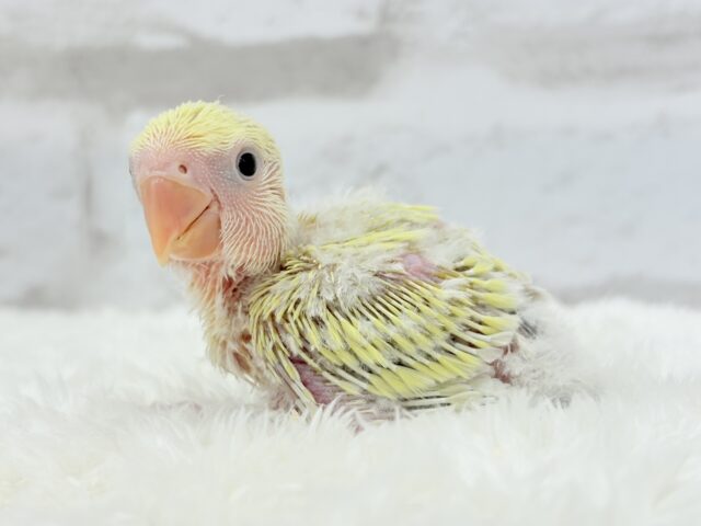 コザクラインコ（小桜インコ）