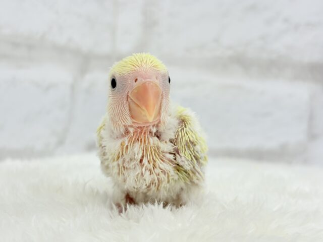 コザクラインコ（小桜インコ）