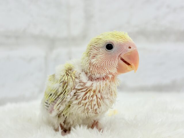 コザクラインコ（小桜インコ）